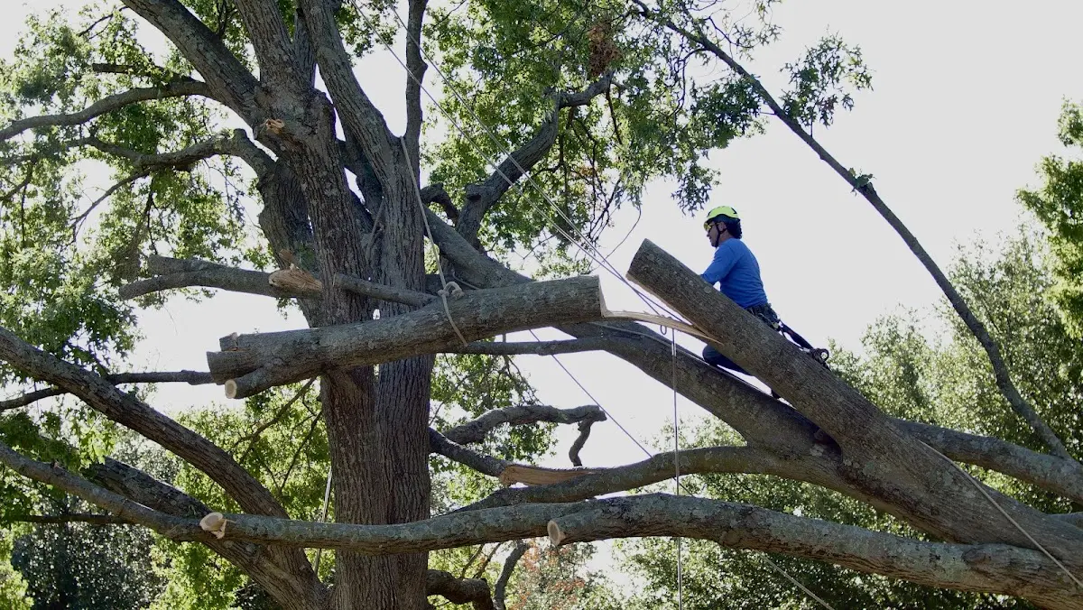 Professional Crown Thinning performed by certified arborists in Shrewsbury